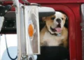 Dog accidentally shoots woman Scottsbluff Nebraska